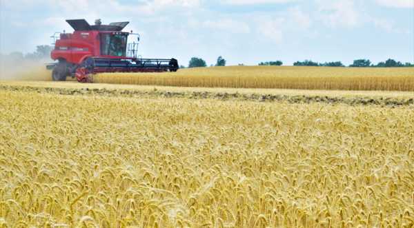 В Україні намолотили понад 30 млн т нового урожаю - INFBusiness