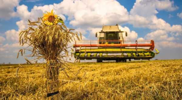 Кіровоградщина завершила збір ранніх зернових та ріпаку - INFBusiness