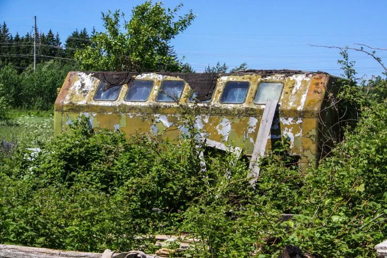 Невидима епідемія пожирає ваш сад: як розпізнати ворога до втрати врожаю Дача