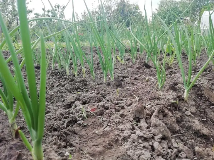 Чому цибуля гниє при зберіганні: помилка при збиранні, яке роблять 90% дачників - INFBusiness