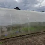 Як зміцнити тендітну теплицю: без цього вона не…