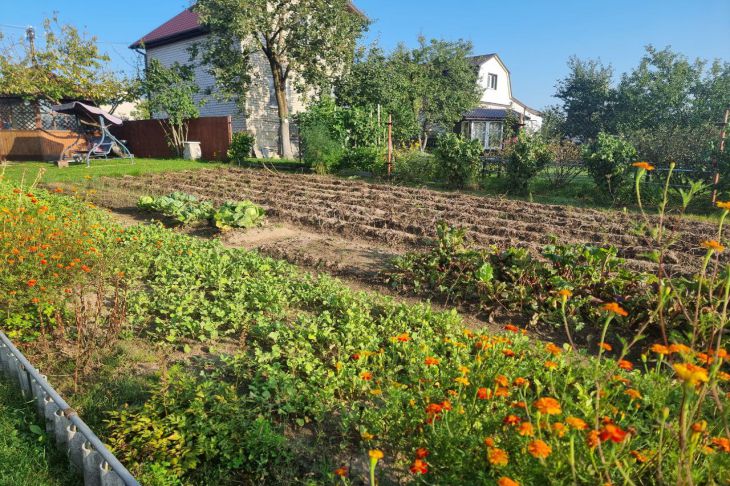 Що не можна робити на городі ніколи: помилки, які гублять ваш урожай щосезону - INFBusiness