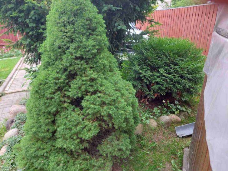 Вороги біля коріння: ці дерева не можна садити поруч у жодному разі - перевірте свій сад деревья