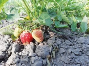 Не садіть ці культури поруч: вони ворогують як кішка із собакою, і врожай вас розчарує