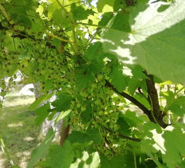 Чому смородина гине навіть за ідеального догляду? Винні ці 2 фактори
