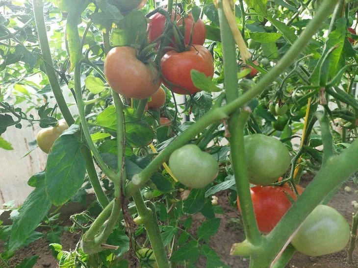 Томаты