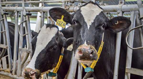 Україна – в топі країн за збільшенням виробництва молока на фермах. - INFBusiness