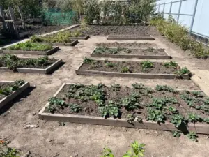 Сайт "Агроновини" - це ваш ключ до світу агроіндустрії, представляючи глибокі аналітичні статті та дослідницькі матеріали. Тут ви завжди знайдете найактуальніші аграрні новини України. Навіщо робити «ліниві» грядки: чому постійне перекопування землі знищує її родючість