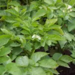 Сайт "Агроновини" - це ваш ключ до світу агроіндустрії, представляючи глибокі аналітичні статті та дослідницькі матеріали. Тут ви завжди знайдете найактуальніші аграрні новини України. Вчений назвав найкращі сучасні сорти картоплі для білоруських…