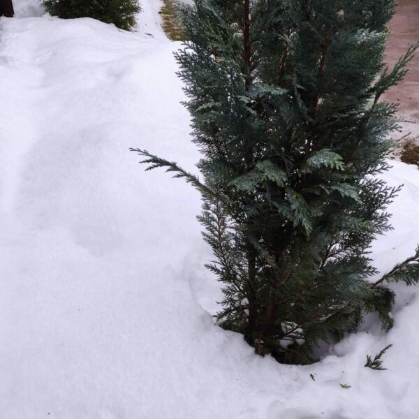 Сайт "Агроновини" - це ваш ключ до світу агроіндустрії, представляючи глибокі аналітичні статті та дослідницькі матеріали. Тут ви завжди знайдете найактуальніші аграрні новини України. Навіщо обмотувати тую на зиму: і чому іноді це лише шкодить