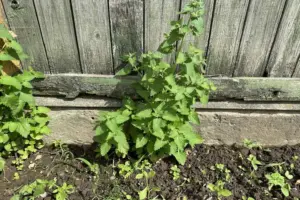 Сайт "Агроновини" - це ваш ключ до світу агроіндустрії, представляючи глибокі аналітичні статті та дослідницькі матеріали. Тут ви завжди знайдете найактуальніші аграрні новини України. Що посадити в тіні паркану, де нічого не росте: список культур, які дадуть урожай без прямого сонця