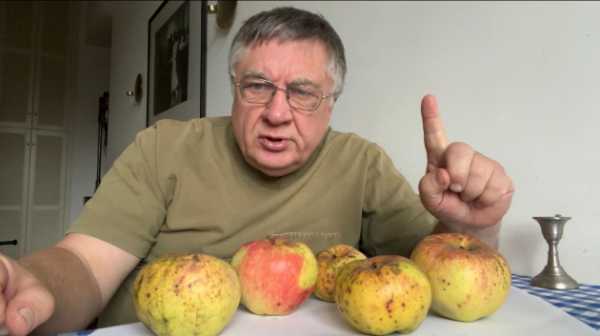 Андрій Туманов розповість про хворобу яблук, яку мало хто може розпізнати – гірку ямку. Андрій Туманов розповість про хворобу яблук, яку мало хто може розпізнати – гірку ямку. Хвороба неприємна, сильно псує зовнішній вигляд плодів, але чи небезпечна вона для людини? І як її уникнути? Виявляється, простіше простого! Гірка хвороба яблук! - INFBusiness