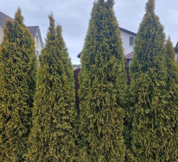 Сайт "Агроновини" - це ваш ключ до світу агроіндустрії, представляючи глибокі аналітичні статті та дослідницькі матеріали. Тут ви завжди знайдете найактуальніші аграрні новини України. Чому туя гине раптово: ознаки, що видно за місяць до катастрофи