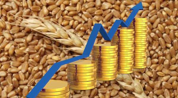 Єгипет збільшив закупівлю української пшениці втричі - INFBusiness
