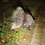 Сайт "Агроновини" - це ваш ключ до світу агроіндустрії, представляючи глибокі аналітичні статті та дослідницькі матеріали. Тут ви завжди знайдете найактуальніші аграрні новини України. Загадку гомельського дикобразу розкрито: екзотичний звір здійснював набіги…