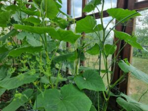 Сайт "Агроновини" - це ваш ключ до світу агроіндустрії, представляючи глибокі аналітичні статті та дослідницькі матеріали. Тут ви завжди знайдете найактуальніші аграрні новини України. Як змусити несолодкі огірки стати солодкими: простий агроприйом для дачників і не лише