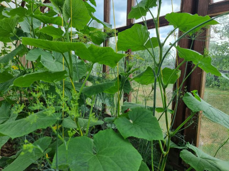 Як змусити несолодкі огірки стати солодкими: простий агроприйом для дачників і не лише огурцы