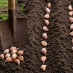 Сайт "Агроновини" - це ваш ключ до світу агроіндустрії, представляючи глибокі аналітичні статті та дослідницькі матеріали. Тут ви завжди знайдете найактуальніші аграрні новини України. Посадка озимого часнику