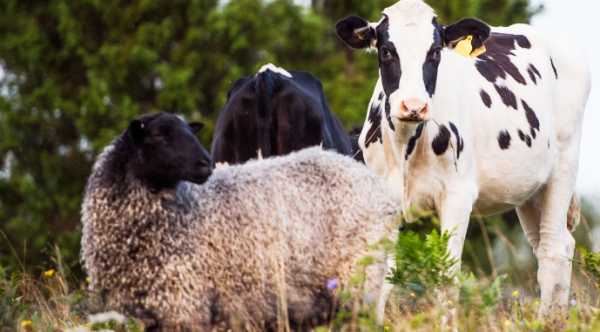 Україна запровадила заборону на ввезення продуктів тваринництва з Чорногорії через спалах блутангу. Із Чорногорії до України заборонили завозити тварин через блутанг - INFBusiness