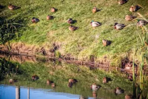 Сайт "Агроновини" - це ваш ключ до світу агроіндустрії, представляючи глибокі аналітичні статті та дослідницькі матеріали. Тут ви завжди знайдете найактуальніші аграрні новини України. Як залучити на ділянку птахів, які з'їдять усіх гусениць: який будиночок та годівниця працюють безвідмовно
