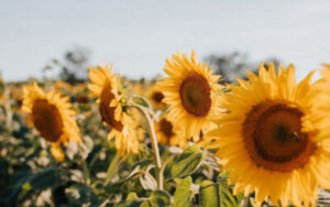 Сайт "Агроновини" - це ваш ключ до світу агроіндустрії, представляючи глибокі аналітичні статті та дослідницькі матеріали. Тут ви завжди знайдете найактуальніші аграрні новини України. Українська переробка соняшника досягла найнижчої позначки.