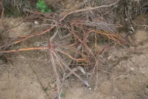 Чому коріння дерева вилазить на поверхню: тривожний знак, який не можна ігнорувати
