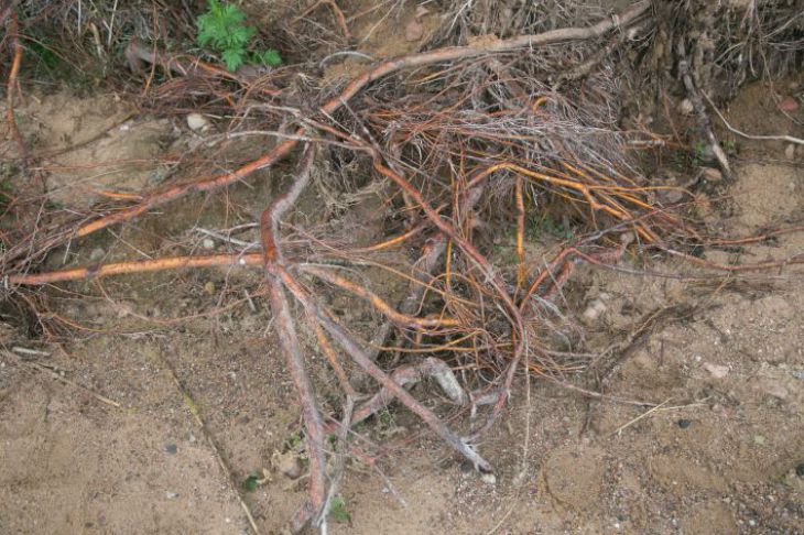 Чому коріння дерева вилазить на поверхню: тривожний знак, який не можна ігнорувати корни