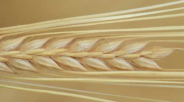 П'ять держав контролюють майже 80% українського експортного ячменю. - INFBusiness