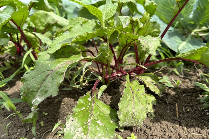 Як звичайна сіль може врятувати ваш урожай буряків: полив, який творить дива свекла