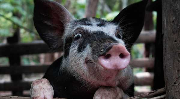 Іспанія та Китай підписали три договори, що стосуються свинарства та рибальства. Іспанія та Китай домовились про зонування по АЧС. - INFBusiness