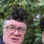 Їстівна красуня