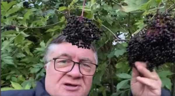 Їстівна красуня - INFBusiness