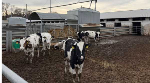 Ферментаційні системи: дієвий спосіб переробки відходів тваринництва - INFBusiness