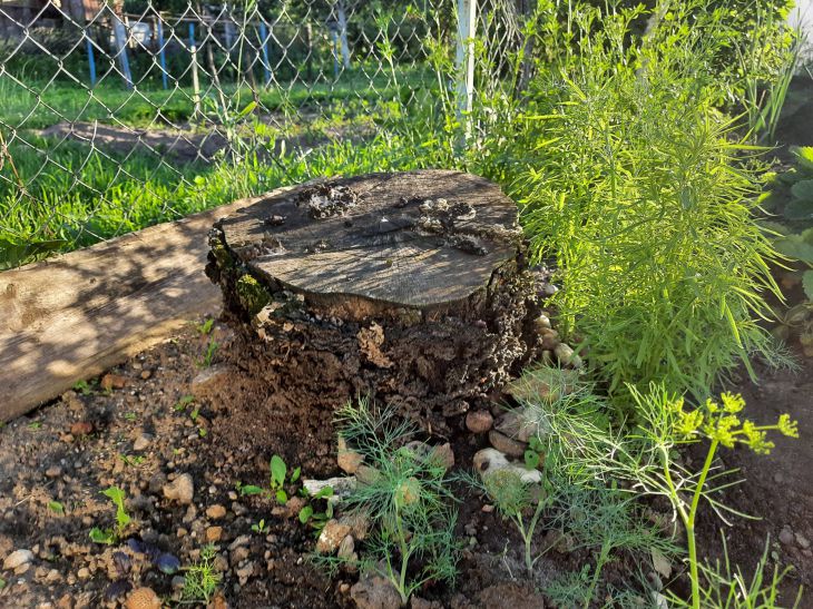 Як позбутися мурах на ділянці назавжди: вилийте цей засіб, і вони підуть за годину муравьи