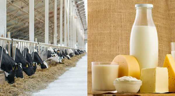 Станом на 10 листопада, середньозважена вартість молочної сировини трьох сортів склала 16,95 грн/кг без урахування ПДВ, що на 18 копійок менше порівняно з попереднім місяцем. Знеструмлення ускладнили ситуацію для українського молочного сектору. - INFBusiness