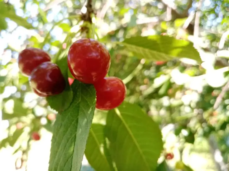Чому вишня цвіте, а ягід немає: який дефіцит у ґрунті викликає пустоцвіт вишня