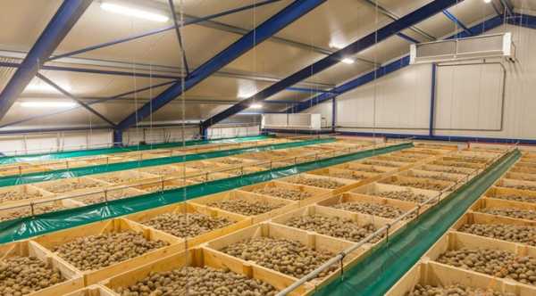 Вартість овочів для борщового комплекту — цибулі, буряка столового, картоплі, моркви — зараз не тільки стабілізувалася, а й пішла на спад. Очікується позитивна динаміка зі зберіганням овочів в Україні в прийдешньому році. - INFBusiness