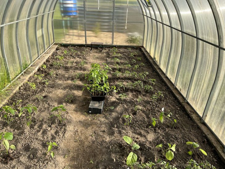 Як зробити теплу грядку своїми руками за один день: інструкція, з якою впорається навіть новачок грядка