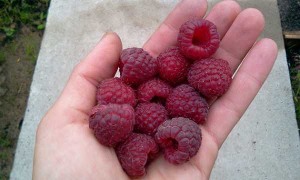 Не життя, а малина! - INFBusiness