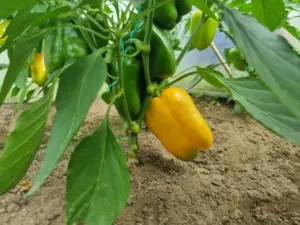 Чому огірки та перець — вороги: які культури ненавидять одна одну на дух