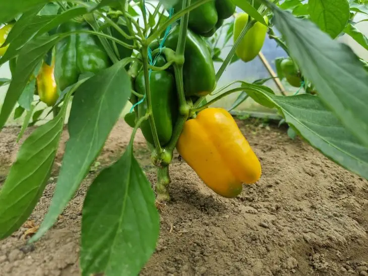 Чому огірки та перець — вороги: які культури ненавидять одна одну на дух - INFBusiness