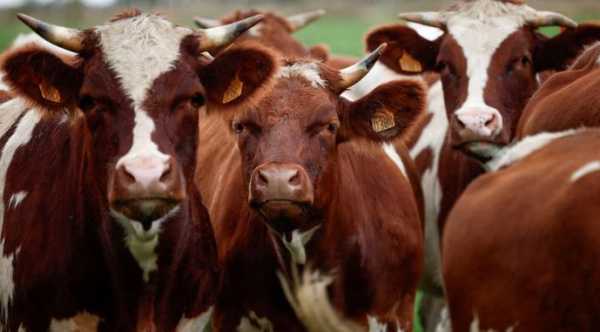 У жовтні 2025 року з України було вивезено за кордон орієнтовно 1,65 тис. т живої великої рогатої худоби (ВРХ), що перевищує вересневий показник 2025 року на 197%, але менше показника жовтня 2024 року на 31%. Глобальний брак спричинив відчутний стрибок в українському експорті яловичини. - INFBusiness