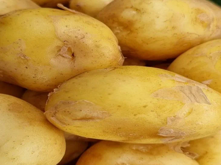 Скільки картоплі зібрали у Білорусі: плани перевиконані Картошка