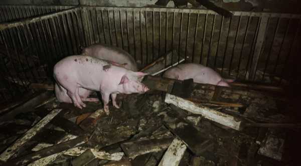 На Харківщині: пожежа на свинокомплексі після удару РФ - INFBusiness