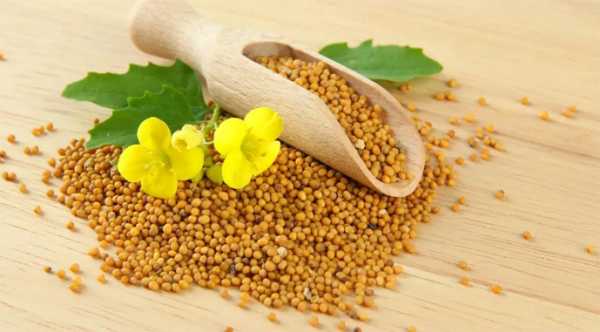 Збут української гірчиці в ЄС впав наполовину - INFBusiness