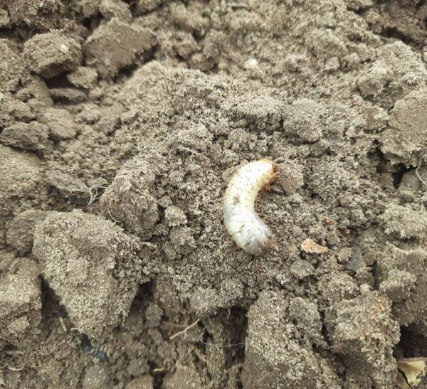 Що покласти в лунку, щоб дротяник пішов назавжди: список із трьох копійчаних коштів