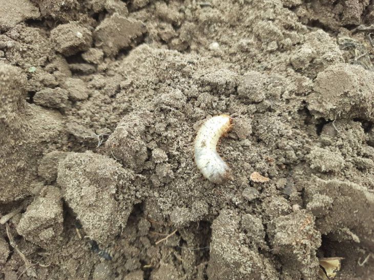 проволочник