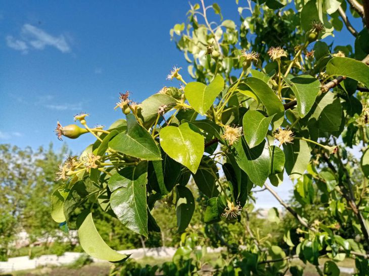 Як на вигляд квітки визначити, чи буде з нього плід: відмінності пустоцвіту від плодової квітки дерево