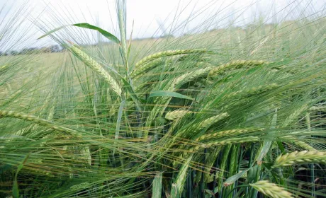 Ярий ячмінь: оцінювання сортового різноманіття в Україні.