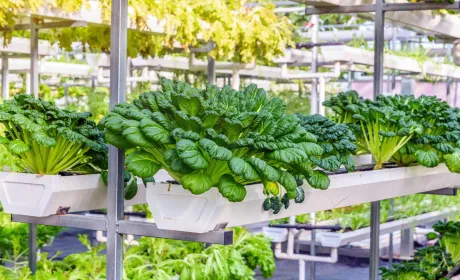 Чи стане вертикальне землеробство трендом майбутнього?